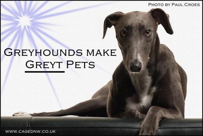 Greyhounds make great pets 