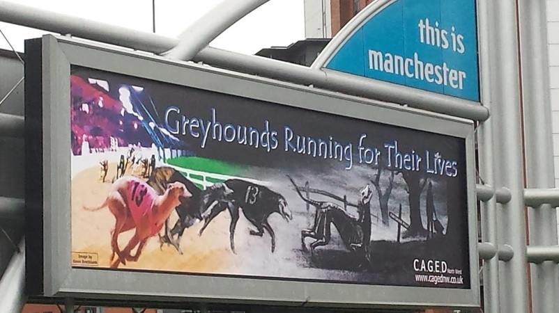 Greyhound Billboard