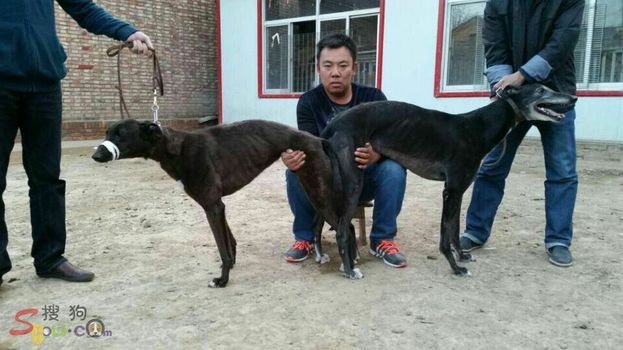 greyhound china
