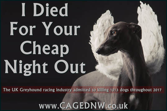 greyhounds die at the track