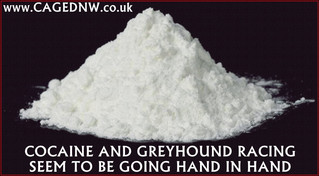 Greyhounds Cocaine