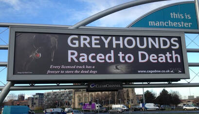 Greyhounds Manchester
